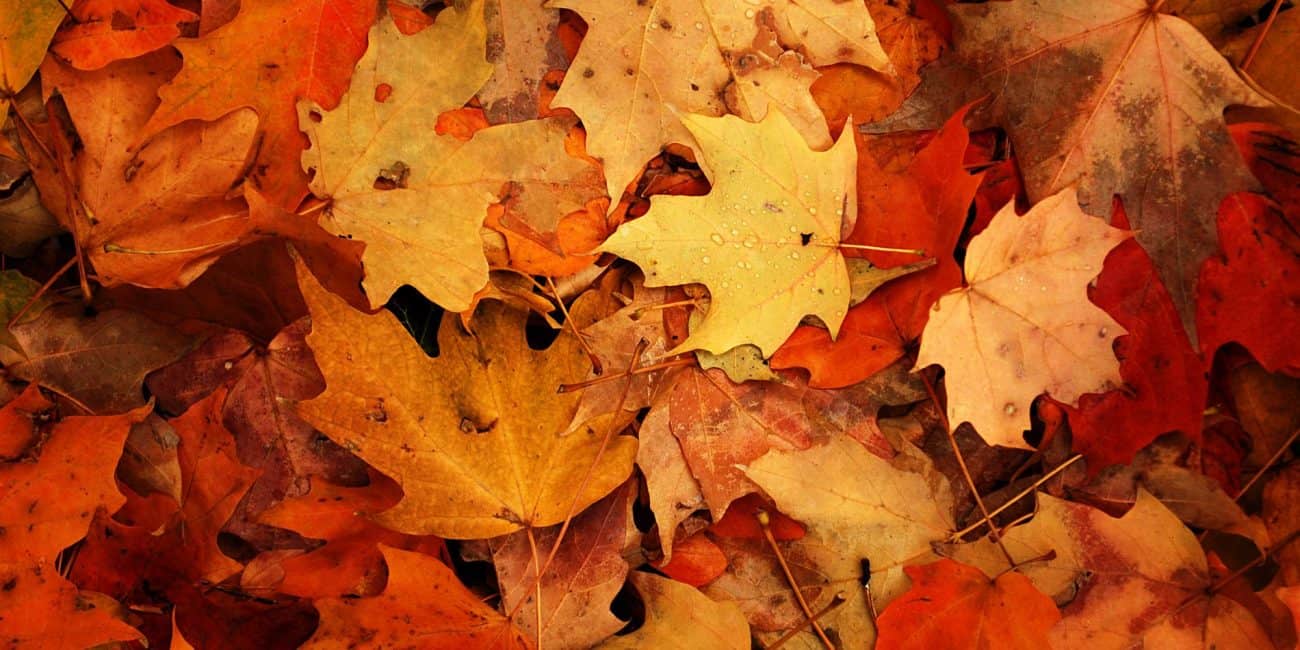 Herbstblätter, bunt, fallen, Natur, Dekoration, DIY, herbstliche Atmosphäre.